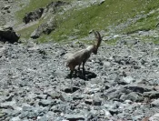 Bouquetin (Tour des Glaciers de la Vanoise)